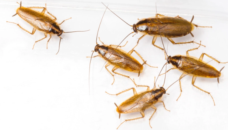 how to get rid of german cockroaches