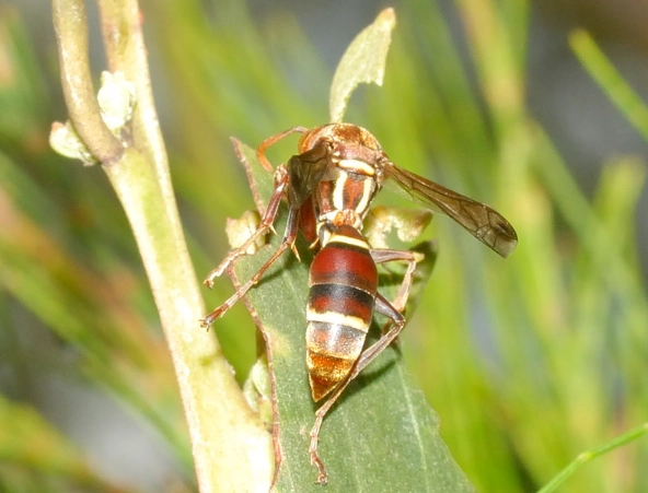 how to get rid of wasps how to get rid of wasps