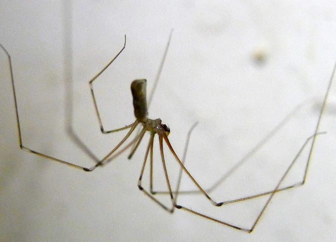 are cellar spiders dangerous