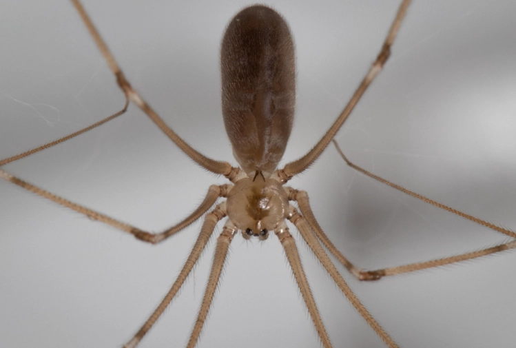 cellar spider in house
