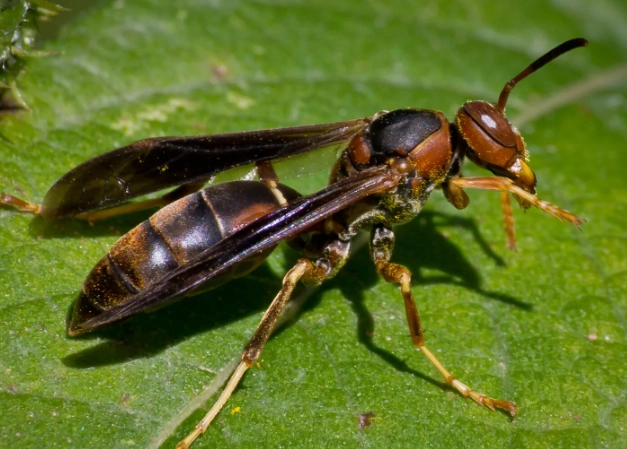 paper wasp paper wasp