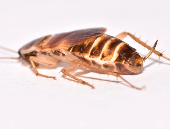brown-banded cockroach vs german