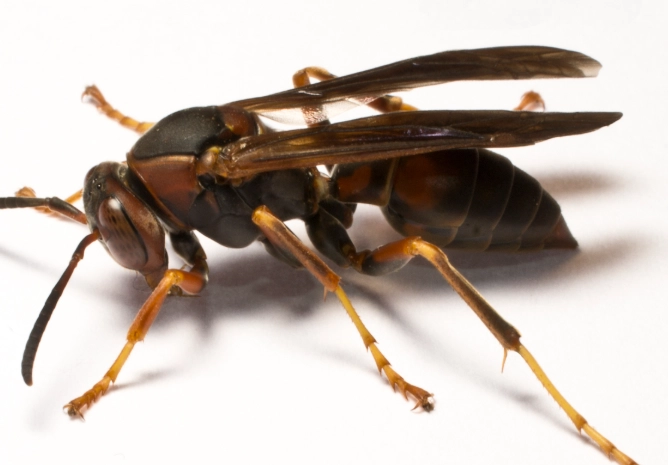 how to get rid of wasps how to get rid of wasps