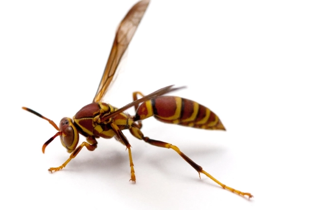 how to get rid of wasps how to get rid of wasps