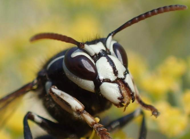 how to get rid of white faced hornets how to get rid of white faced hornets