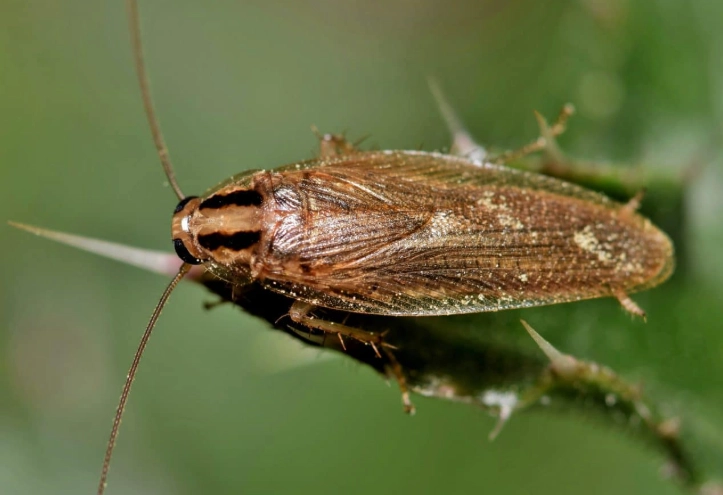 german roach infestation