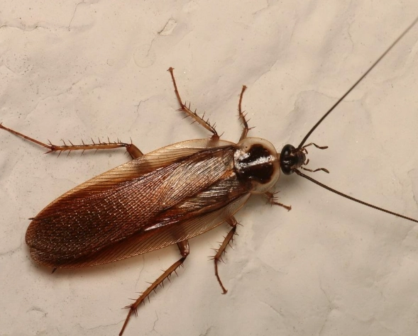 oriental roach infestation oriental roach infestation