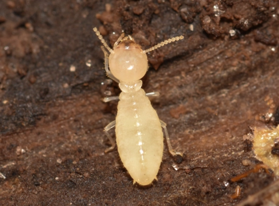 drywood termites