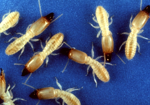 types of termites