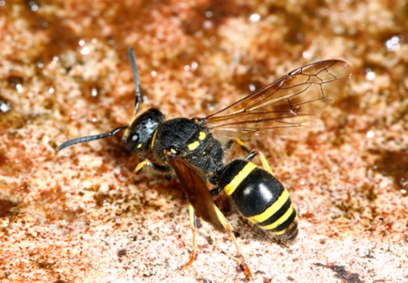 vespid wasp sting treatment