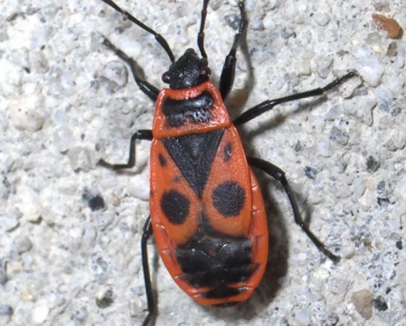 are red and black bugs poisonous