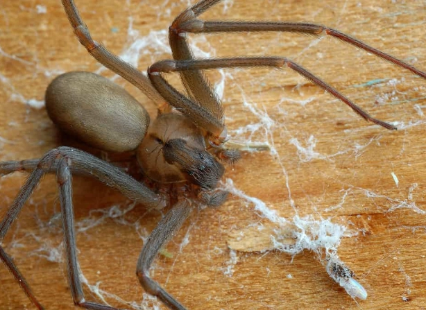 brown recluse habitat