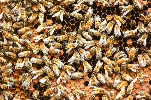 Africanized bee identification Africanized bee identification