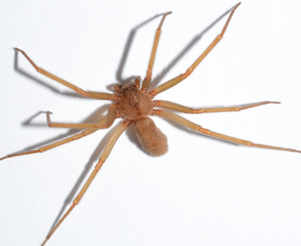 where are brown recluse spiders found