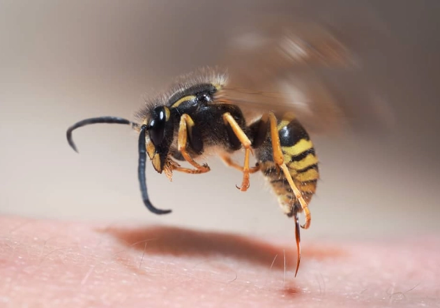 wasp sting prevention