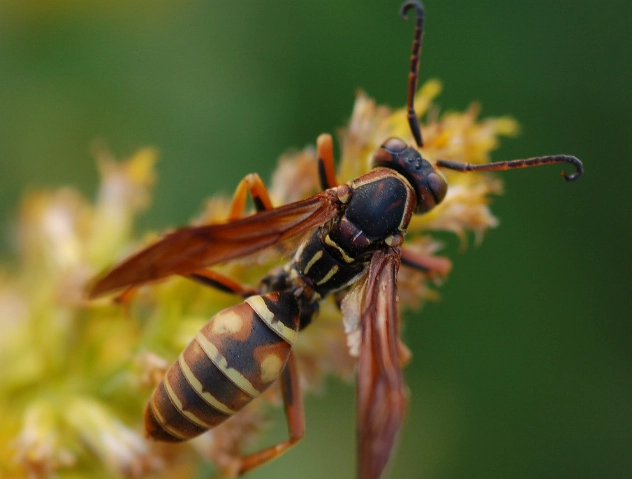 how to identify a wasp sting