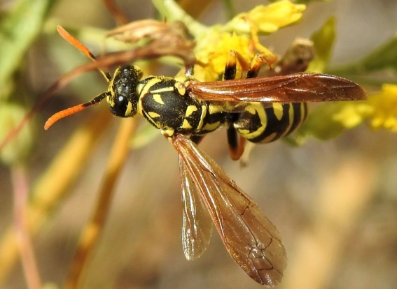 vespid wasp sting treatment