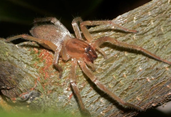 brown recluse habitat