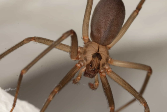 brown recluse spider range