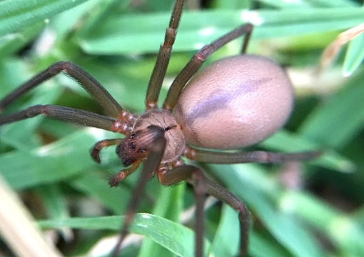 brown recluse habitat