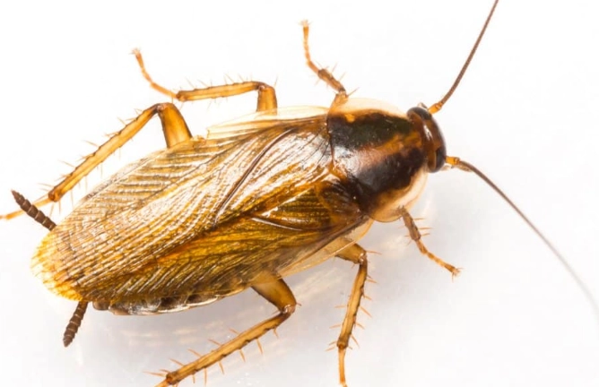 german roach control