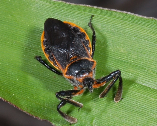 are assassin bugs dangerous