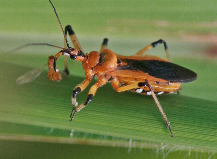 assassin bug identification