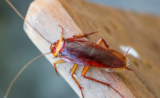 cockroach lifespan cockroach lifespan