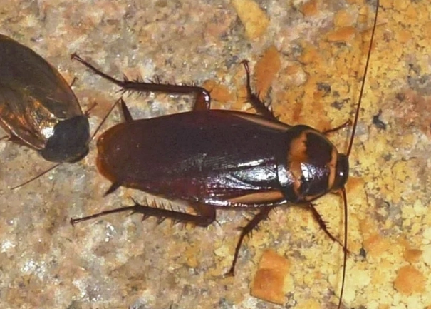 cockroach lifespan cockroach lifespan