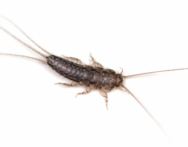 how to get rid of silverfish how to get rid of silverfish
