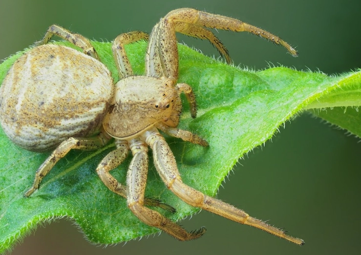 crab spider identification crab spider identification