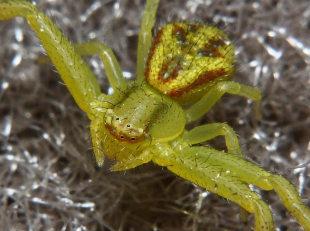 crab spider habitat crab spider habitat