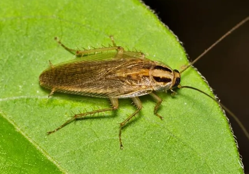 german roach vs american roach