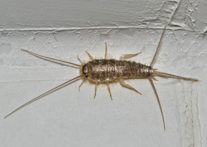 how to get rid of silverfish how to get rid of silverfish