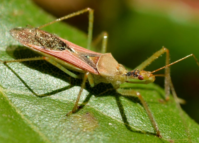 are assassin bugs dangerous