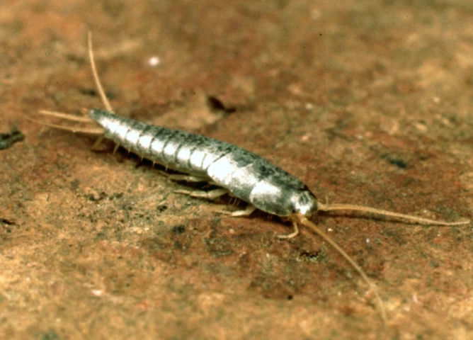 silverfish damage silverfish damage