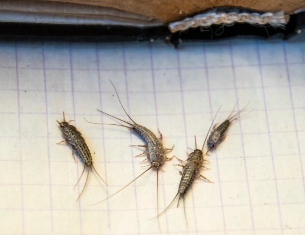 silverfish damage silverfish damage