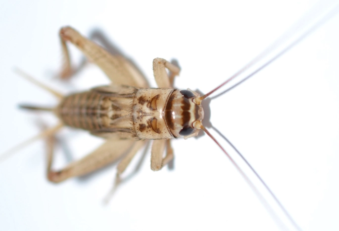cricket infestation