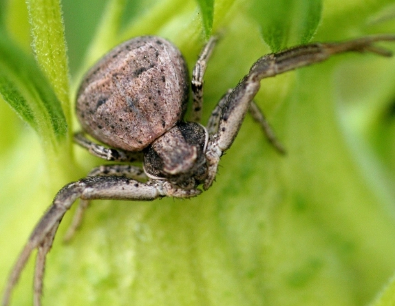 crab spider habitat crab spider habitat