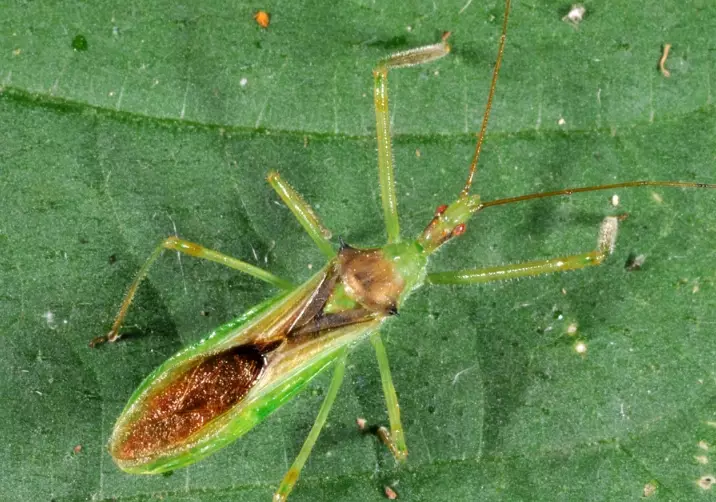 assassin bug bite treatment