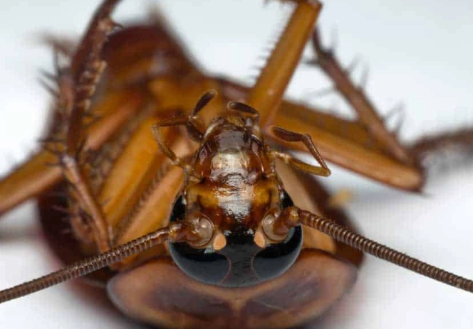 cockroach life cycle cockroach life cycle