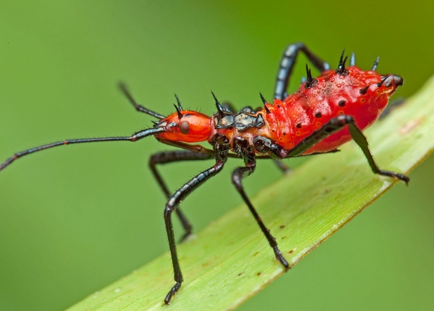 are assassin bugs dangerous