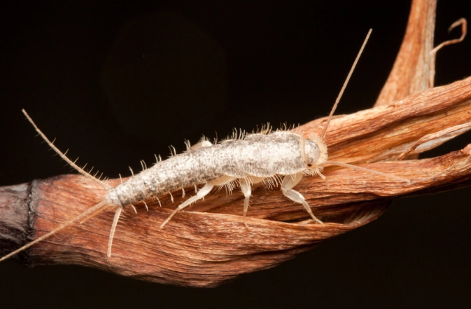 how to get rid of silverfish how to get rid of silverfish
