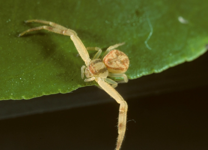 flower crab spider flower crab spider
