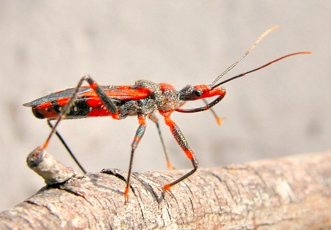 assassin bug bite treatment