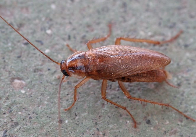 how to get rid of german roaches