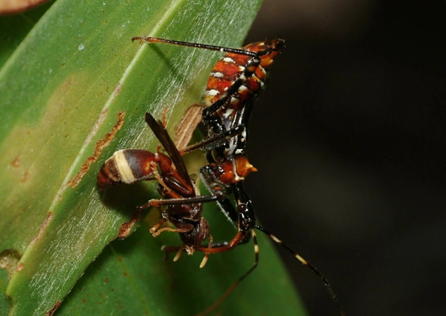 assassin bug bite treatment