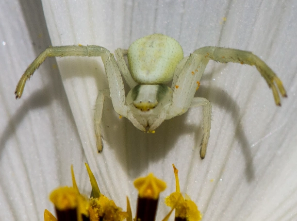 flower crab spider flower crab spider