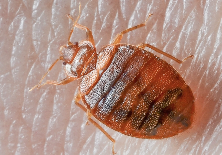 signs of bedbugs