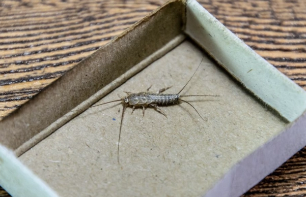 how to get rid of silverfish